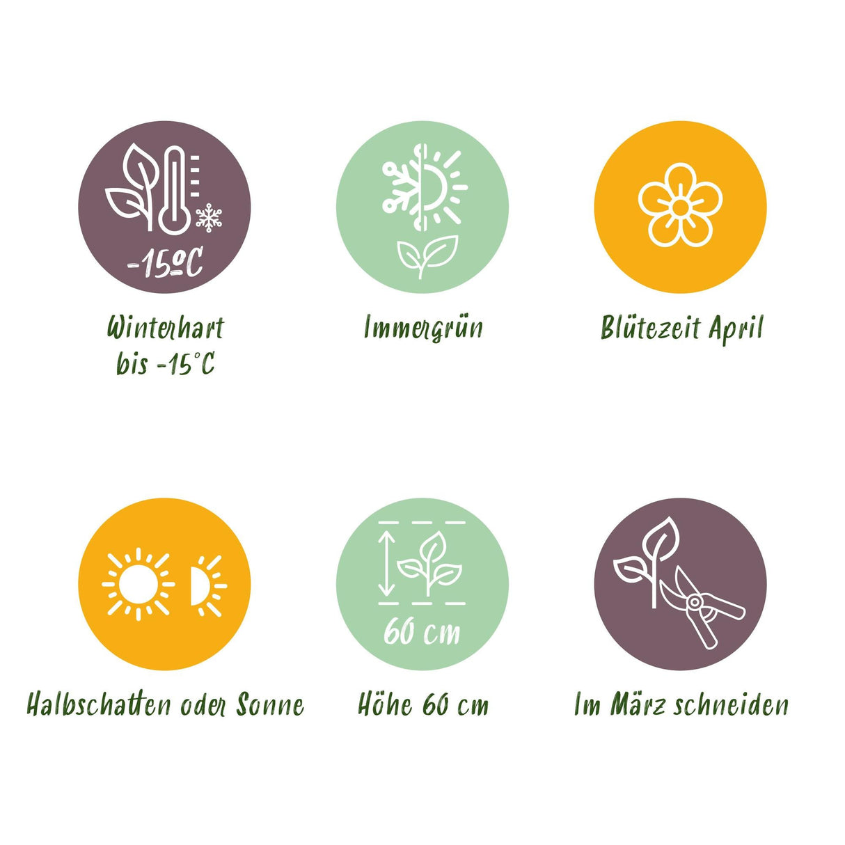 Livraison plante Carex morrowii Ice Dance – Pot 17 cm – Hauteur 50 cm