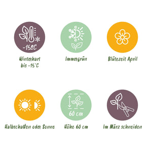 Livraison plante Carex morrowii Ice Dance – Pot 17 cm – Hauteur 50 cm