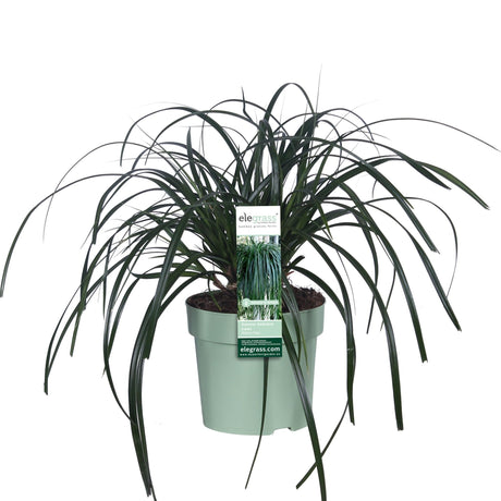 Livraison plante Carex 'Ribbon Falls'