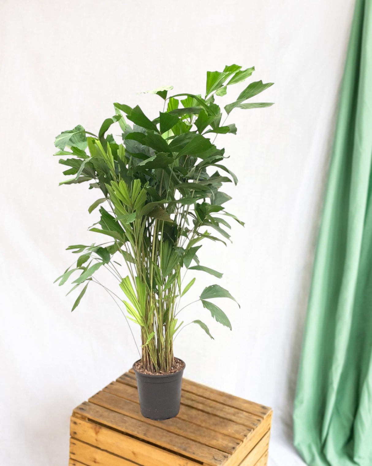 Livraison plante Caryota Mitis - 140 cm - ø24