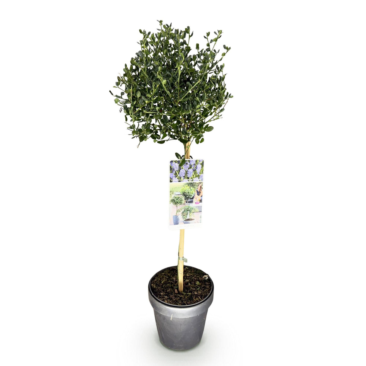 Livraison plante Ceanothus impressus Victoria – Pot 19 cm – Hauteur 90 cm
