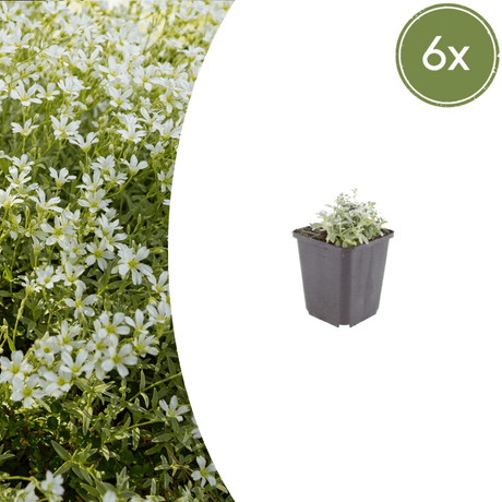 Livraison plante Céraiste tomenteux