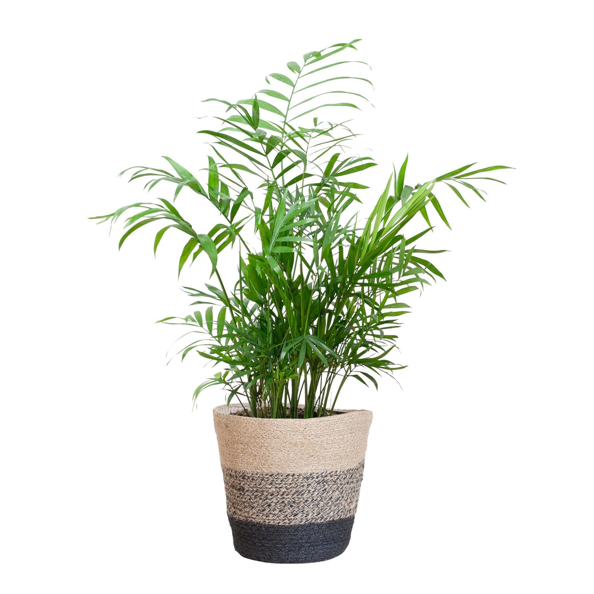 Livraison plante Chamadorea Elegans et son pot