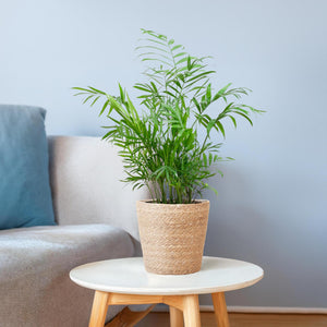 Livraison plante Chamadorea Elegans et son pot