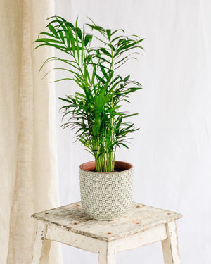 Chamaedorea elegans