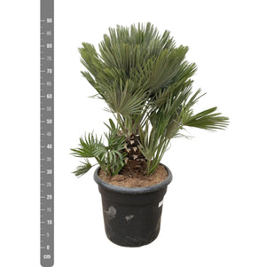 Livraison plante Chamaerops Humilis compact h100cm