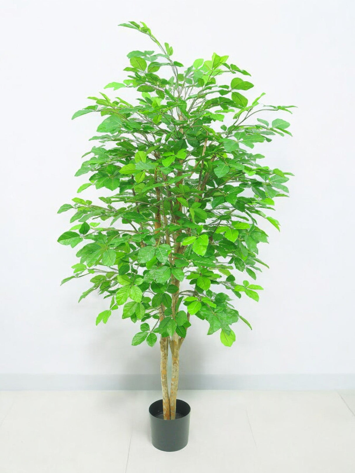 Livraison plante Charme Carpinus - Arbre artificiel