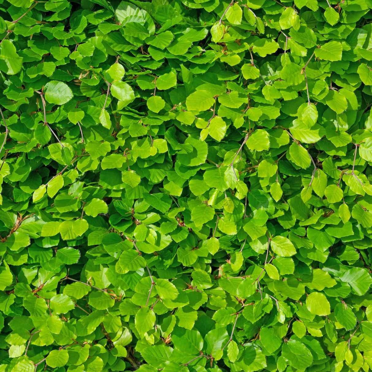 Livraison plante Charme Carpinus betulus – Lot de 6 – Hauteur 55 cm