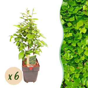 Livraison plante Charme Carpinus betulus – Lot de 6 – Hauteur 55 cm