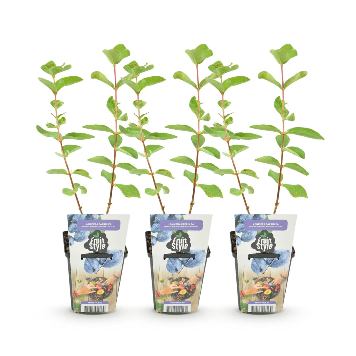 Livraison plante Chèvrefeuille comestible Kamtschatica – Lot de 3 – Pot 9 cm