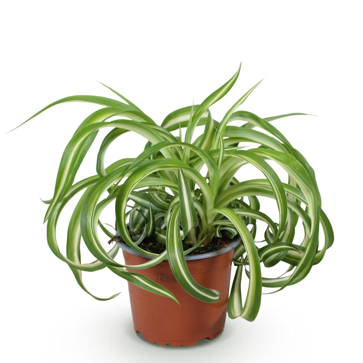 Livraison plante Chlorophytum comosum Bonnie