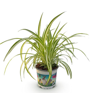 Livraison plante Chlorophytum comosum Variegatum