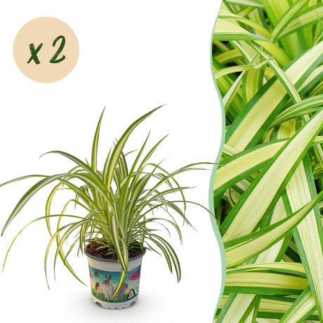 Livraison plante Chlorophytum comosum Variegatum