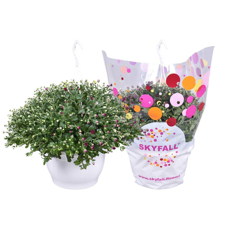 Livraison plante Chrysanthème Skyfall Carnaval - plante d'extérieur fleurie