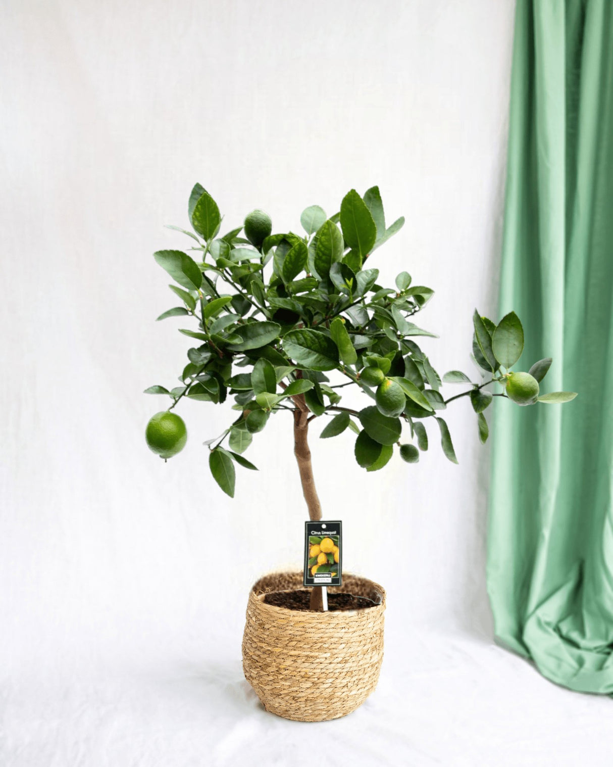 Livraison plante Citrus Lime h80cm - agrumes