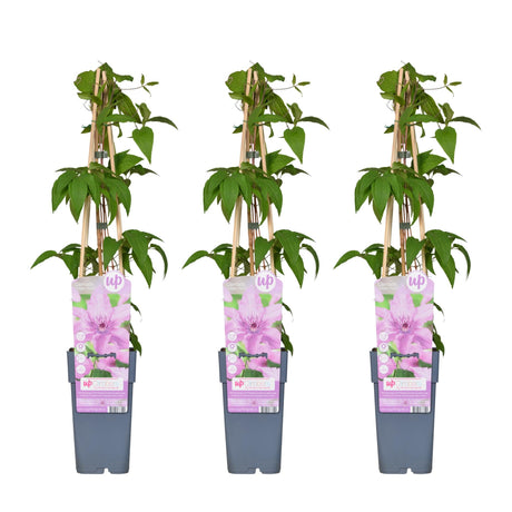 Livraison plante Clematis Hagley Hybrid - Lot de 3
