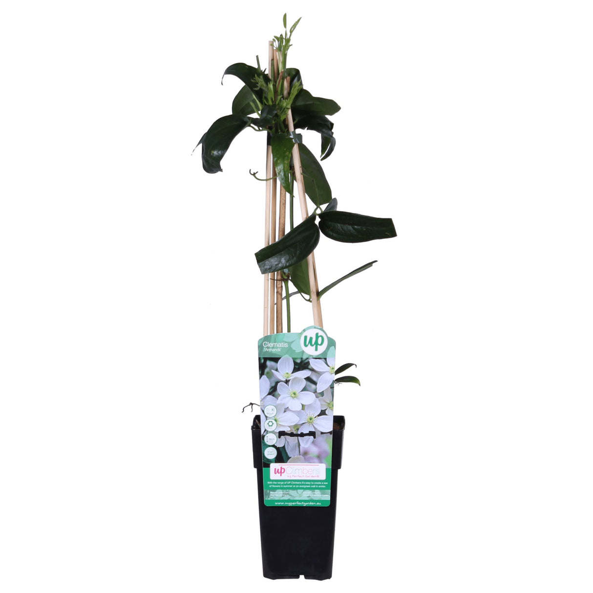 Livraison plante Clematite armandii - ↨65cm - Ø15 - plante fleurie d'extérieur