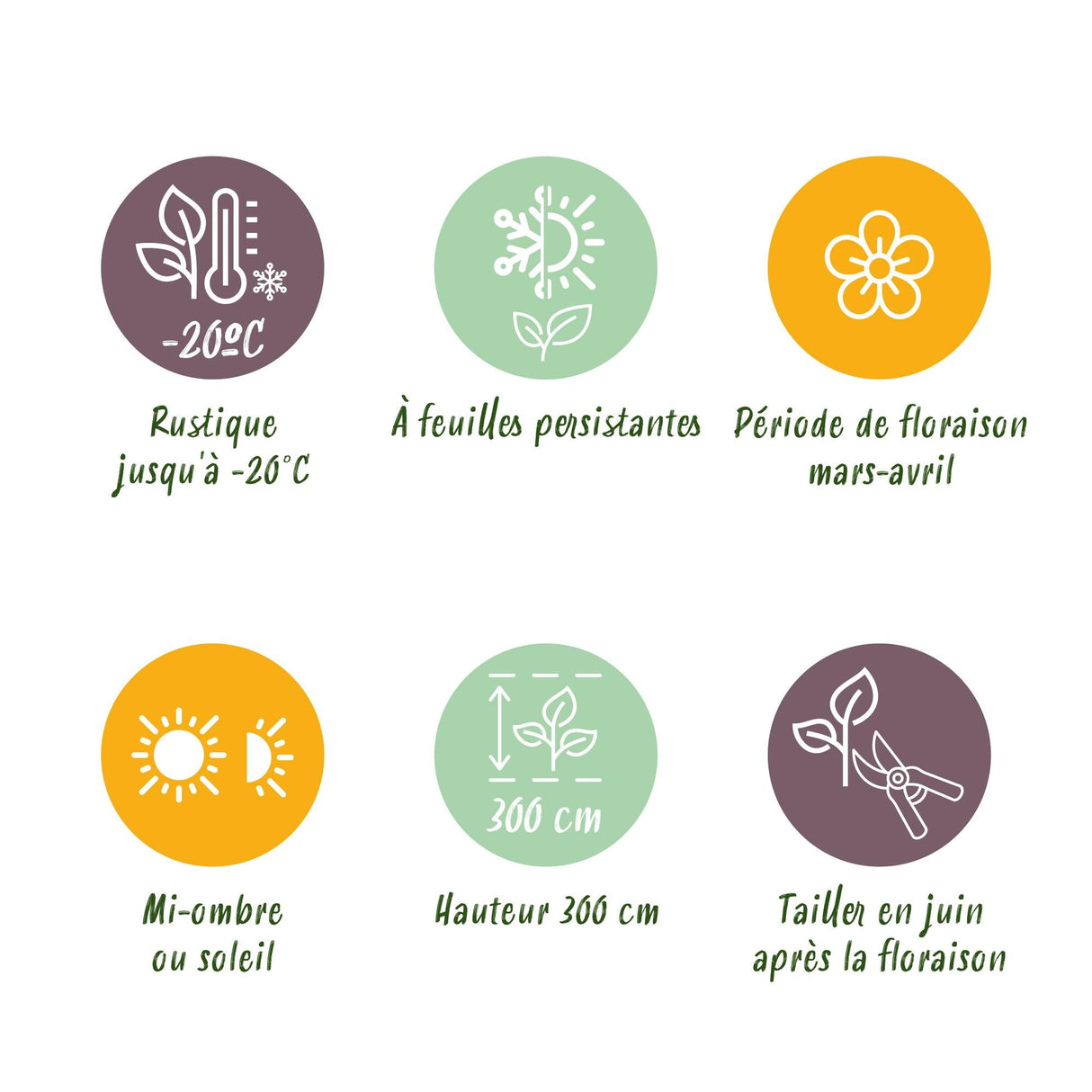 Livraison plante Clématite armandii – Lot de 1 – Pot 11 cm – Hauteur 40 cm