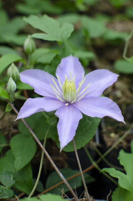 Livraison plante Clematite Justa