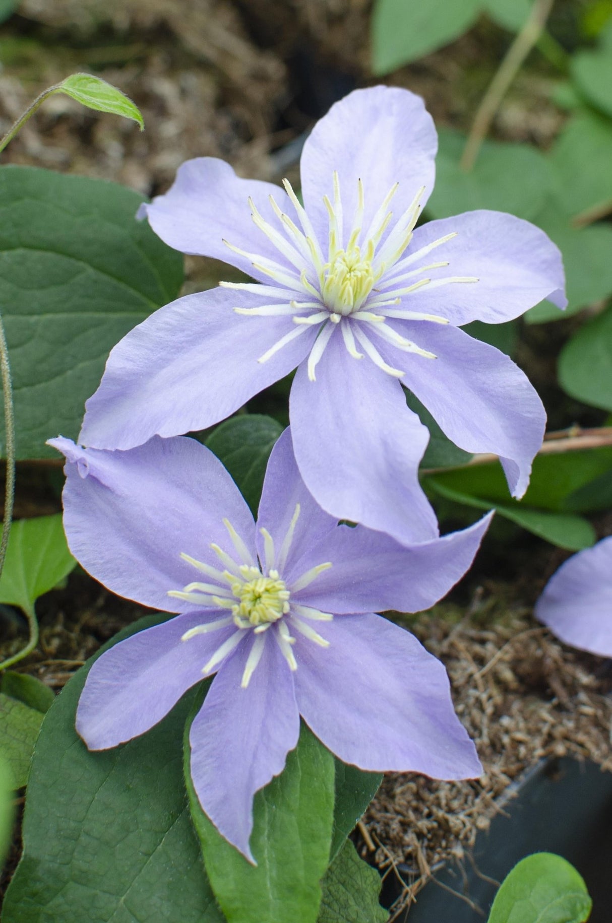 Livraison plante Clematite Justa