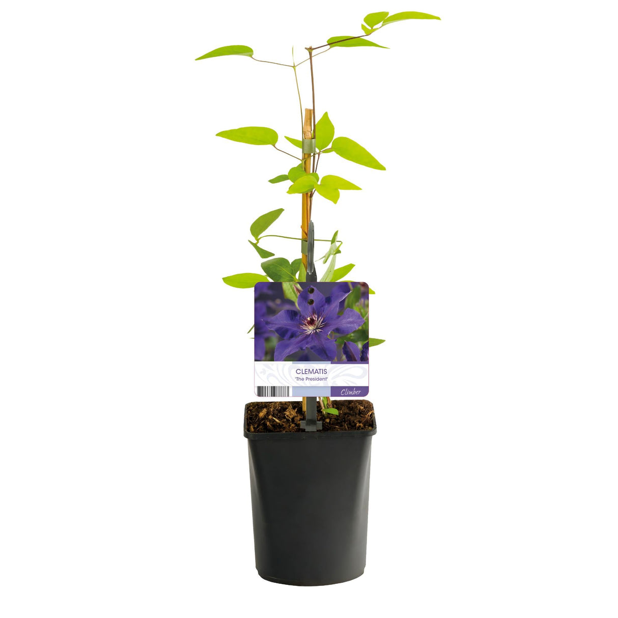 Livraison plante Clématite The President – Lot de 2 – Hauteur 40 cm