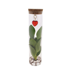 Livraison plante Clusia en tube et bijou coeur
