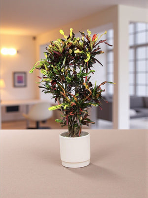 Livraison plante Codiaeum croton coloré