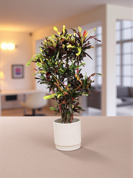 Livraison plante Codiaeum croton coloré