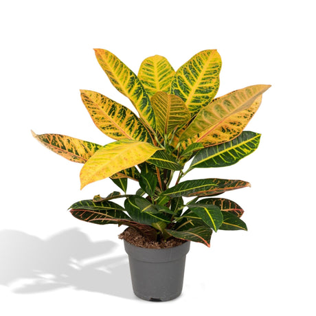 Livraison plante Codiaeum Petra Croton