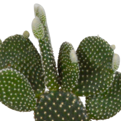 Livraison plante Coffret cactus et ses caches - pots blancs - Lot de 3 plantes, h23cm