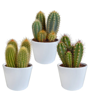 Livraison plante Coffret cactus et ses caches - pots blancs - Lot de 3 plantes, h23cm