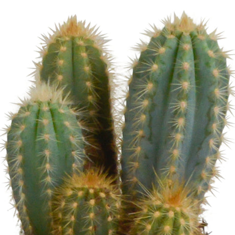 Livraison plante Coffret cactus et ses caches - pots blancs - Lot de 3 plantes, h23cm