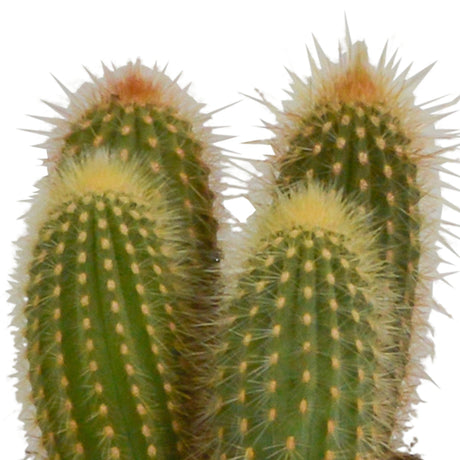 Livraison plante Coffret cactus et ses caches - pots blancs - Lot de 3 plantes, h23cm