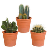 Livraison plante Coffret cactus et ses caches - pots terracotta - Lot de 3 plantes, h23cm