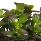 Livraison plante Coffret crassula et ses caches - pots terracotta - Lot de 3 plantes, h21cm