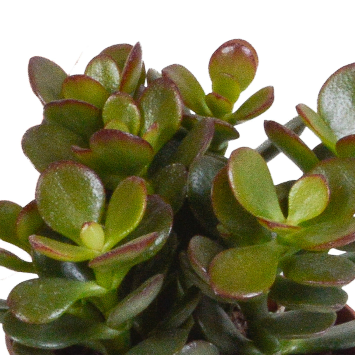 Livraison plante Coffret crassula - Lot de 3 plantes, h18cm - box cadeau mini succulente