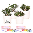 Livraison plante Coffret Créatif Débutant 4 succulentes