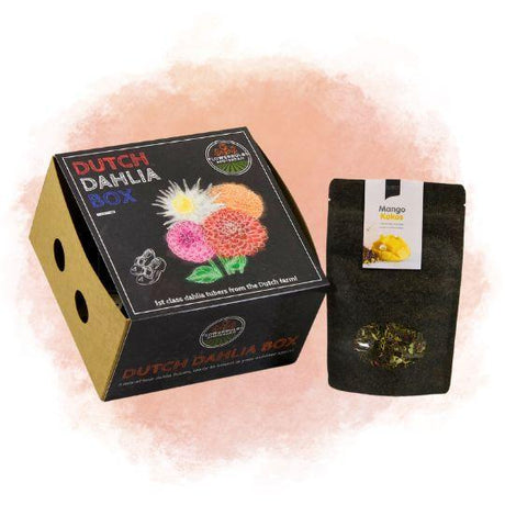 Livraison plante Coffret de bulbes hollandais Medium, lot de 4 dahlias + Thé Mangue Coconut offert