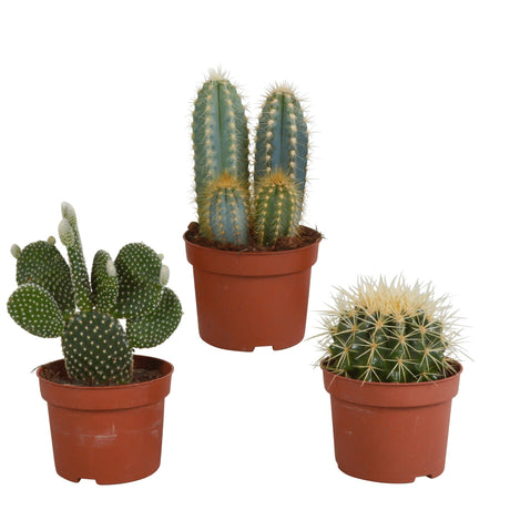 Livraison plante Coffret de Cactus & Succulentes