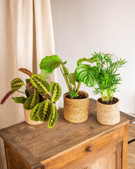 Livraison plante Coffret de Plantes Pets Friendly