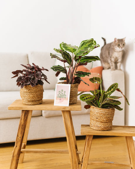 Livraison plante Coffret de plantes pets friendly