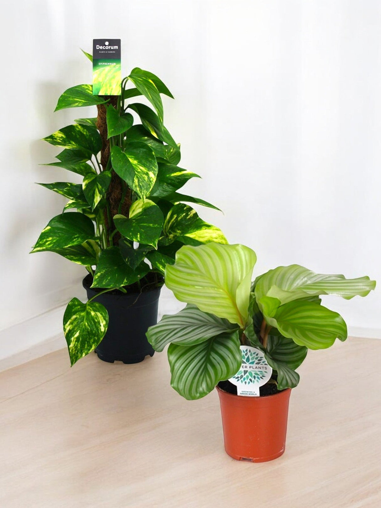 Livraison plante Coffret - Duo de plantes