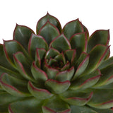 Livraison plante Coffret Echeveria - Lot de 3 plantes, h21cm