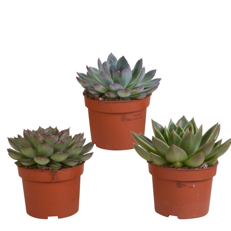 Livraison plante Coffret Echeveria - Lot de 3 plantes, h21cm