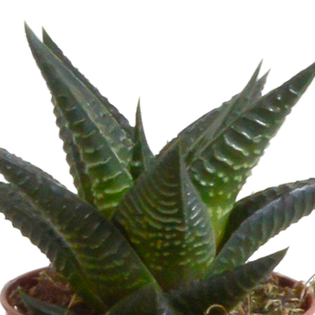 Livraison plante Coffret Gasteria, Haworthia et ses caches - pots terracotta - Lot de 5 plantes, h13cm
