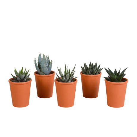 Livraison plante Coffret Gasteria, Haworthia et ses caches - pots terracotta - Lot de 5 plantes, h13cm