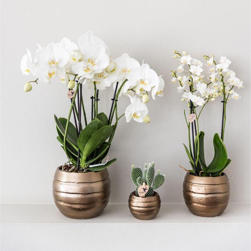 Livraison plante Coffret Home Hub | Orchidée Phalaenopsis et Plantes Succulentes