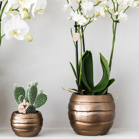 Livraison plante Coffret Home Hub | Orchidée Phalaenopsis et Plantes Succulentes