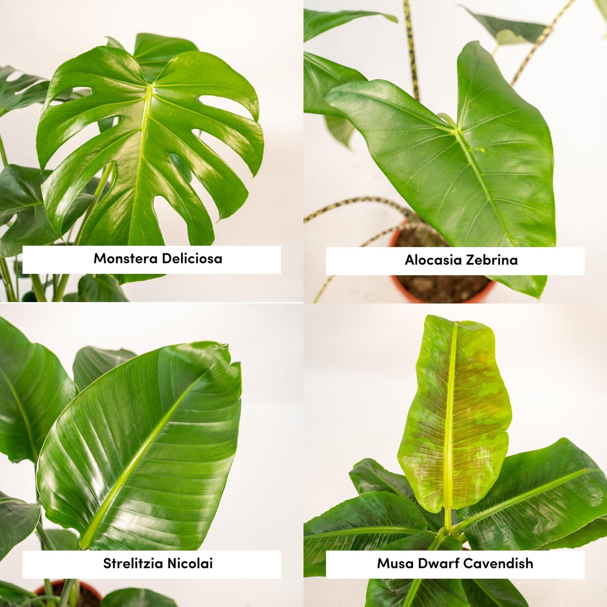 Livraison plante Coffret Monstera Deliciosa, Alocasia Zebrina, Strelitzia Nicolai, Bananier Musa - Lot de 4 plantes