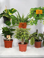 Livraison plante Coffret - Pack de 6 plantes